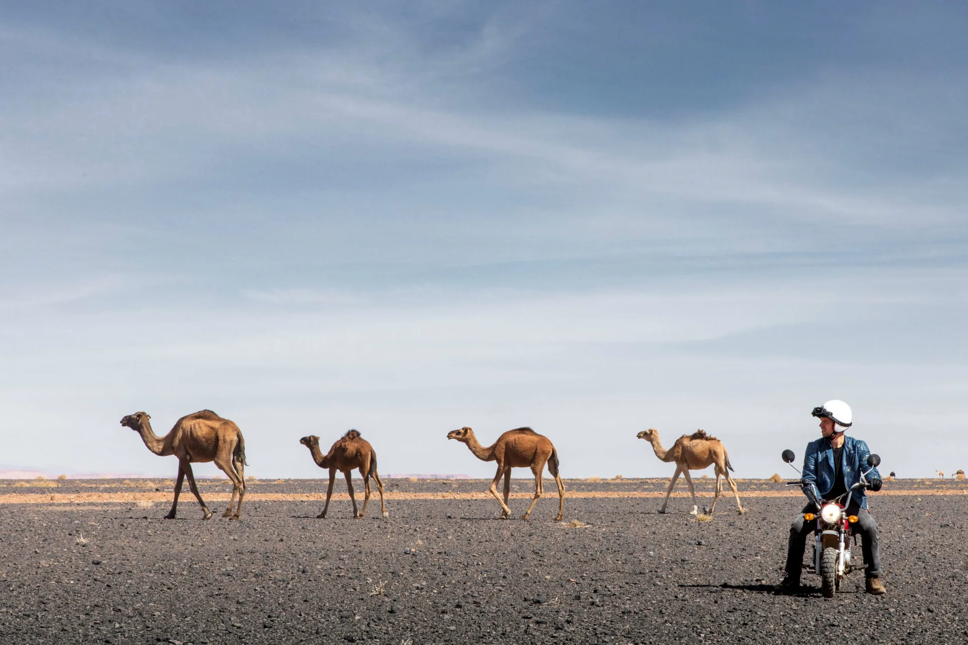 Monkey Run Morocco by Henning Lueke