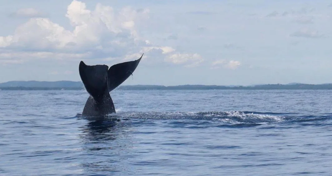 Whale seen on the Rickshaw Run Sri Lanka