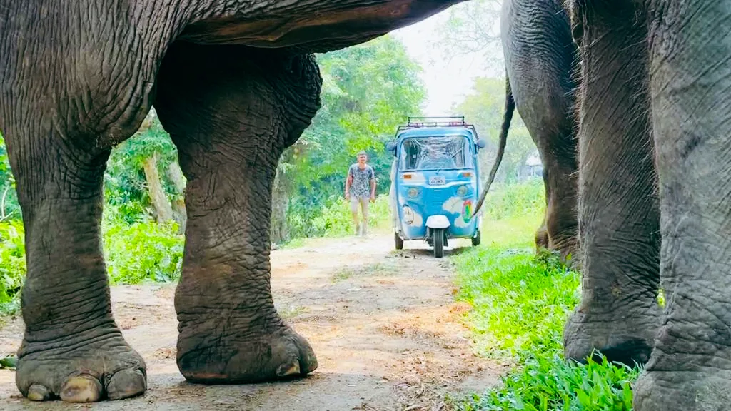 The rickshaw